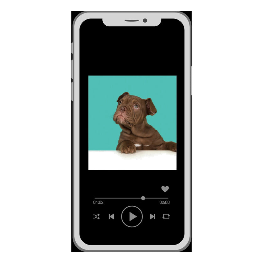 Case Pet 003